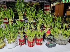10 LUCKY BAMBOO PLANTS 4" Free