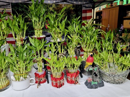 Lucky bamboo plants - bamboo, 4"