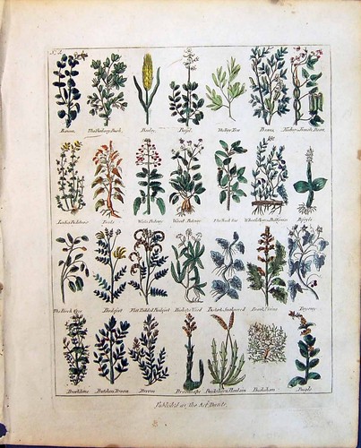 Old culpeper c1857 herbs - c1857,