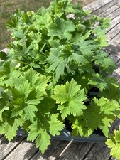 Delphinium Magic Fountain Dark