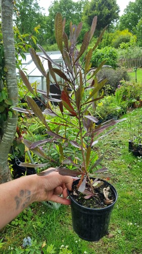 Dodonea viscosa purpurea - viscosa,