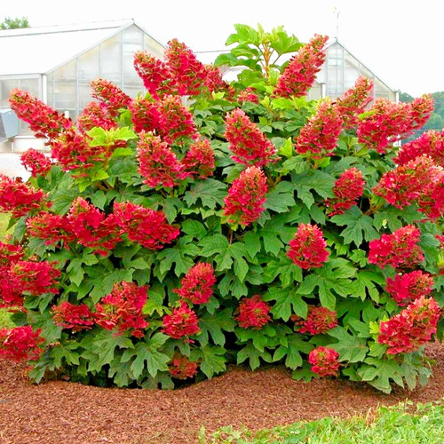 Hydrangea quercifolia ruby - hydrangea,