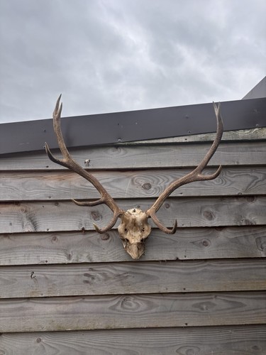 Highland red stag - highland,