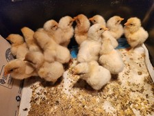 8+ Beautiful Buff Laced Brahma