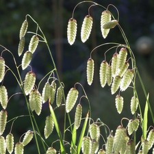 Briza Maxima Greater Quaking
