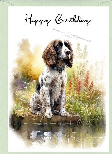 English springer spaniel - springer,