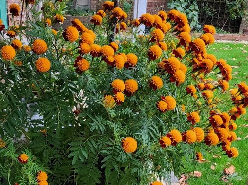 Tiger eyes marigold - 75,