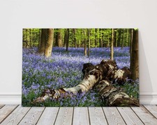 Bluebells in the forest