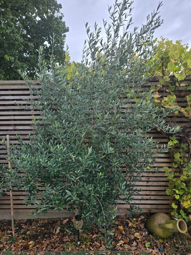 Olive trees for sale 8ft - for, 6/8ft