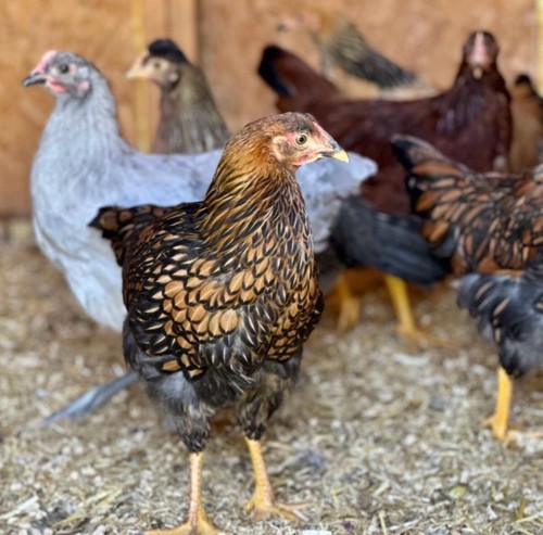 Fresh exposed hatching - fresh,