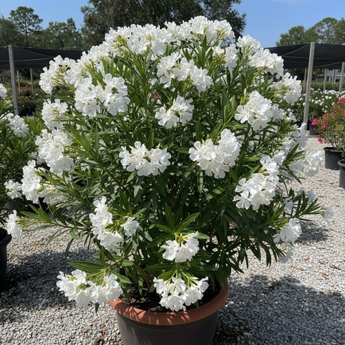 White nerium oleander - white,