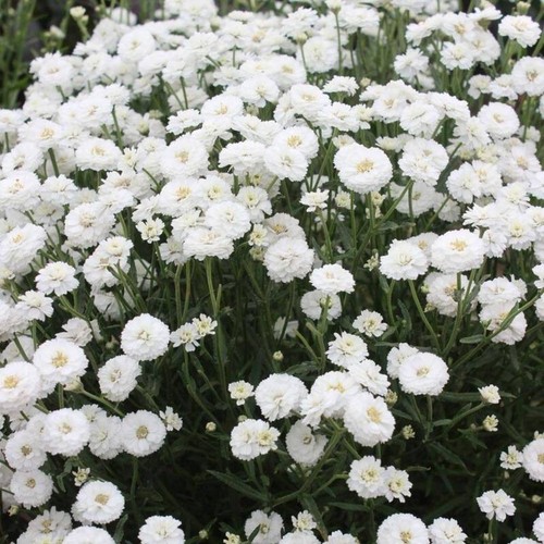 Achillea ballerina double - ballerina,