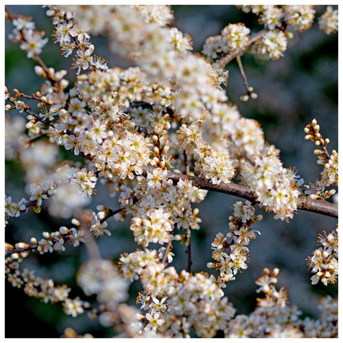 Blackthorn hedging 3ft - hedging, 2-3ft