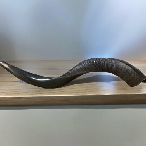 Yemenite kudu horn shofar - horn,