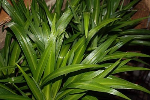 Chlorophytum comosum lemon - comosum,