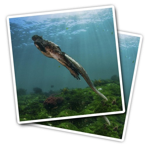 Vinyl stickers galapagos - vinyl,