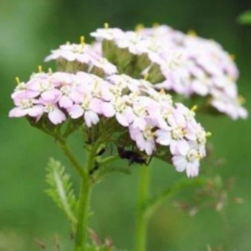 Yarrow achillia plug - 6,