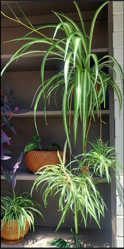 Spider plant chlorophytum - 1,