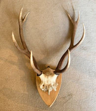 Large EXMOOR RED DEER STAG