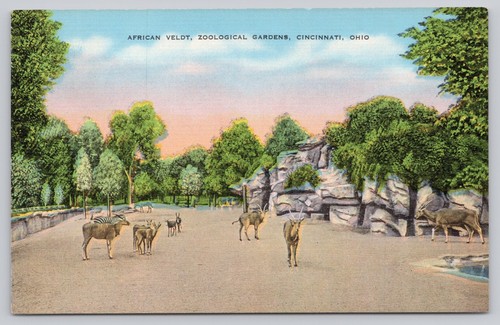 Vintage linen postcard african - vintage,