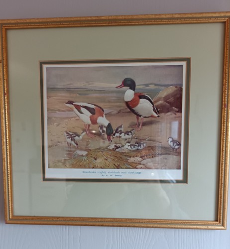 Vintage framed colour - vintage, print
