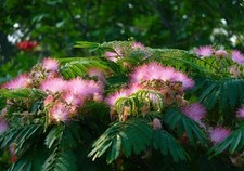 10 MIMOSA SEEDS (Albizia