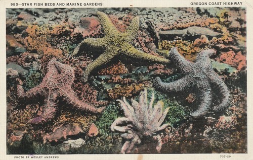Star fish bed and marine - fish,