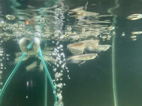 Silver arowana live - silver, 4-5”