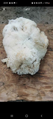 Raw sheep wool 100 british - sheep,
