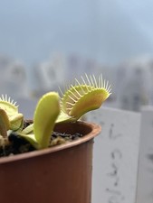Venus Flytrap & Sundew Bundle