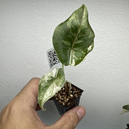 Alocasia azlanii variegata - alocasia,