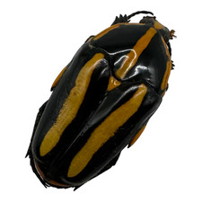 Black Tiger Beetle (Clerota