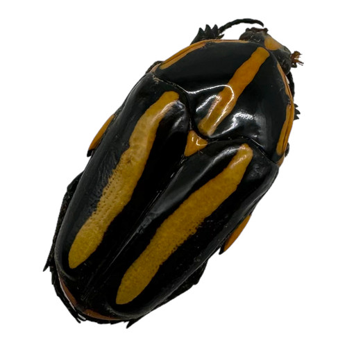 Black tiger beetle - black, (clerota