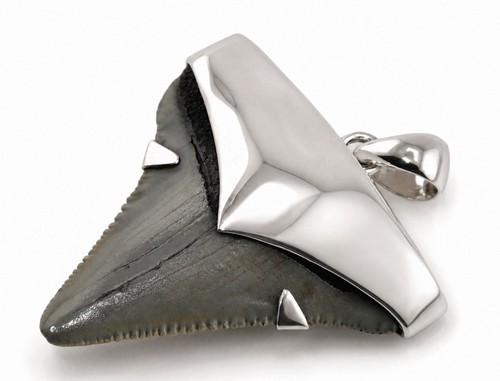 Fossil megalodon shark - shark, tooth