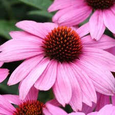 Echinacea Nectar Pink Plants