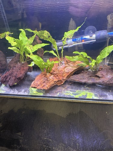 Java fern planted bogwood - fern,