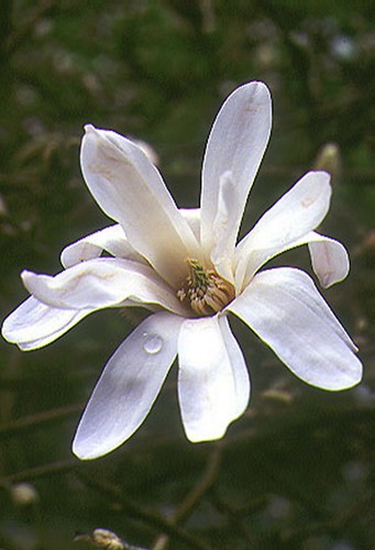 5ft inc pot - pot, magnolia