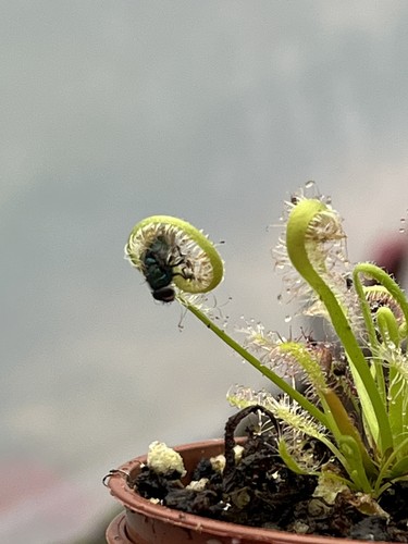 Sundew drosera capensis - sundew,