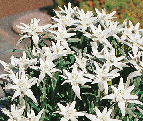 Edelweiss leonopodium alpinum - edelweiss,