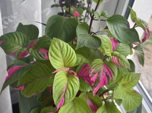 Alternanthera party time 1 - alternanthera, time.