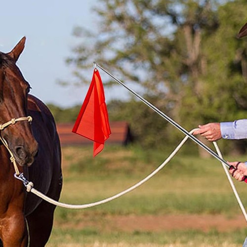 Horse training flag lunging - horse,