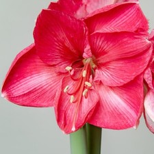 Amaryllis HERCULES. Carmine