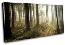 Woodland Forest Walking Path