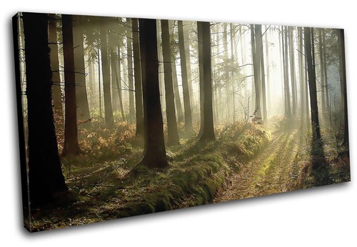 Woodland forest walking path - walking,