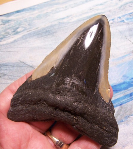 Megalodon shark tooth - tooth, 4