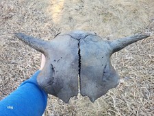 Bison Skull cap real historic