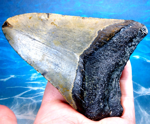 Huge thick megalodon - huge,