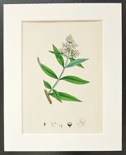 COMMON PRIVET TREE- Sowerby -