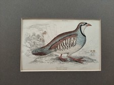 Antique Print Bird Print 1840, Hand coloured engraving, Mounted print