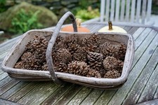 50 Large Pine Cones for